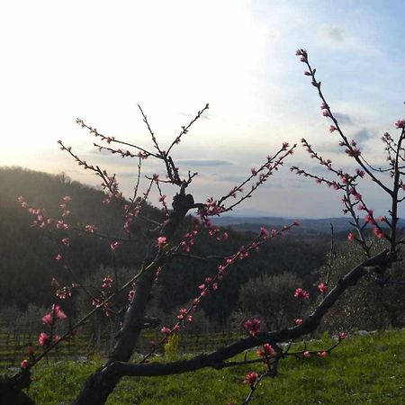 Agriturismo San Silvestro San Donato in Poggio Zewnętrze zdjęcie