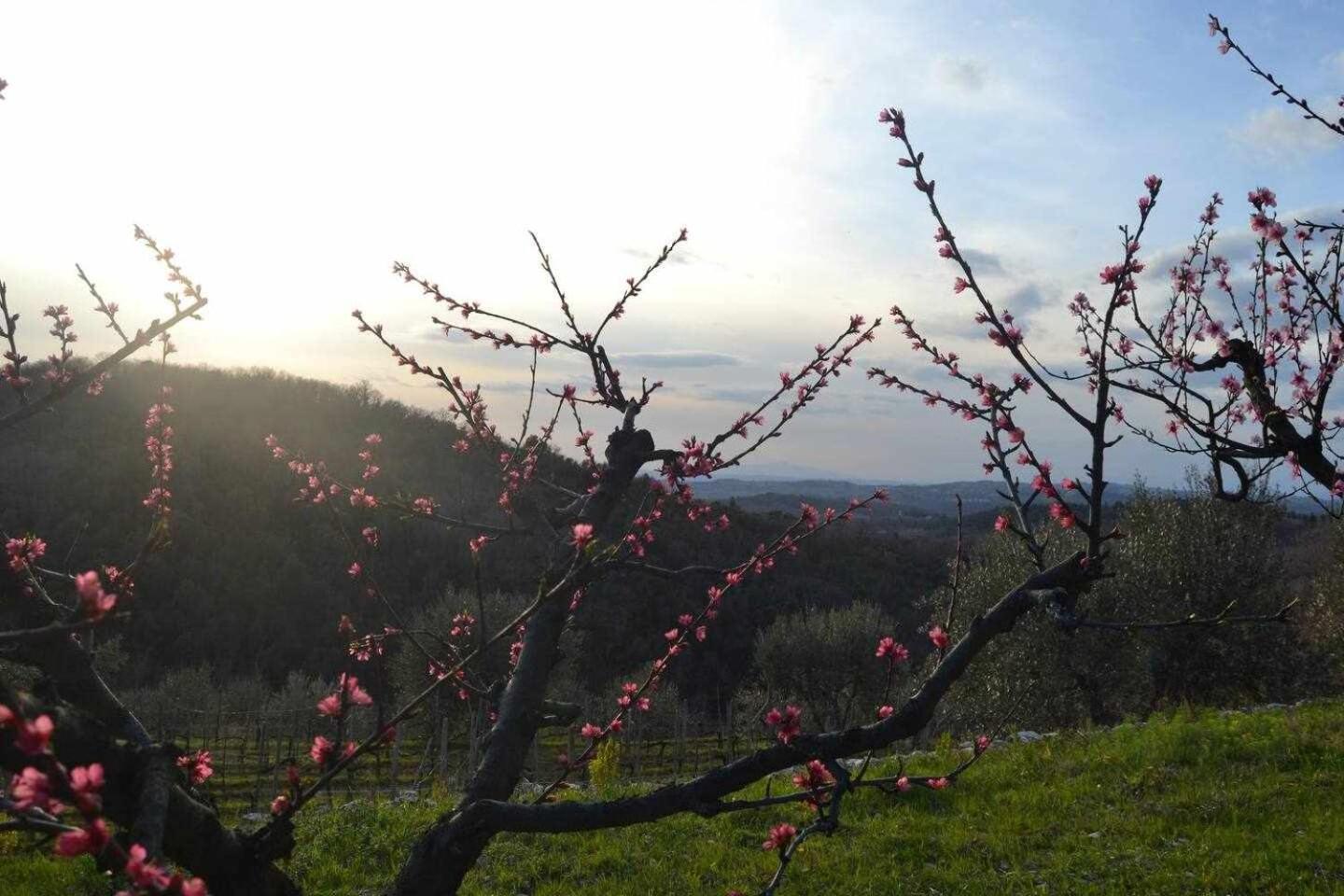 Agriturismo San Silvestro San Donato in Poggio Zewnętrze zdjęcie