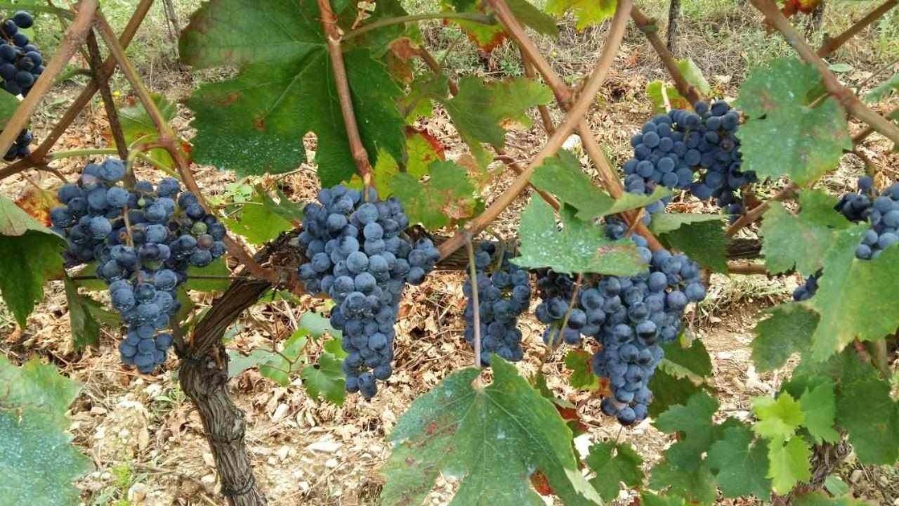 Agriturismo San Silvestro San Donato in Poggio Zewnętrze zdjęcie